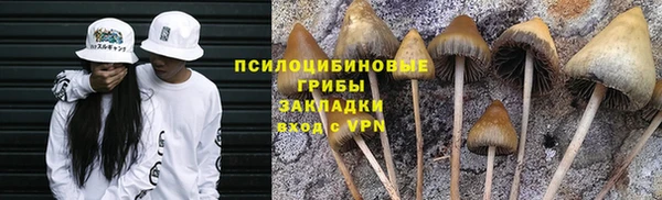 стаф Алзамай